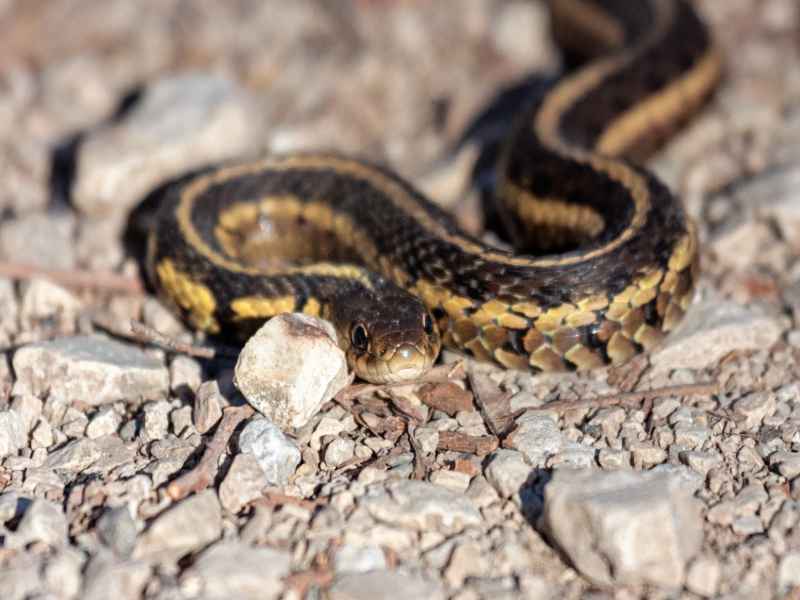 A garter snake slithers itself across the rocks