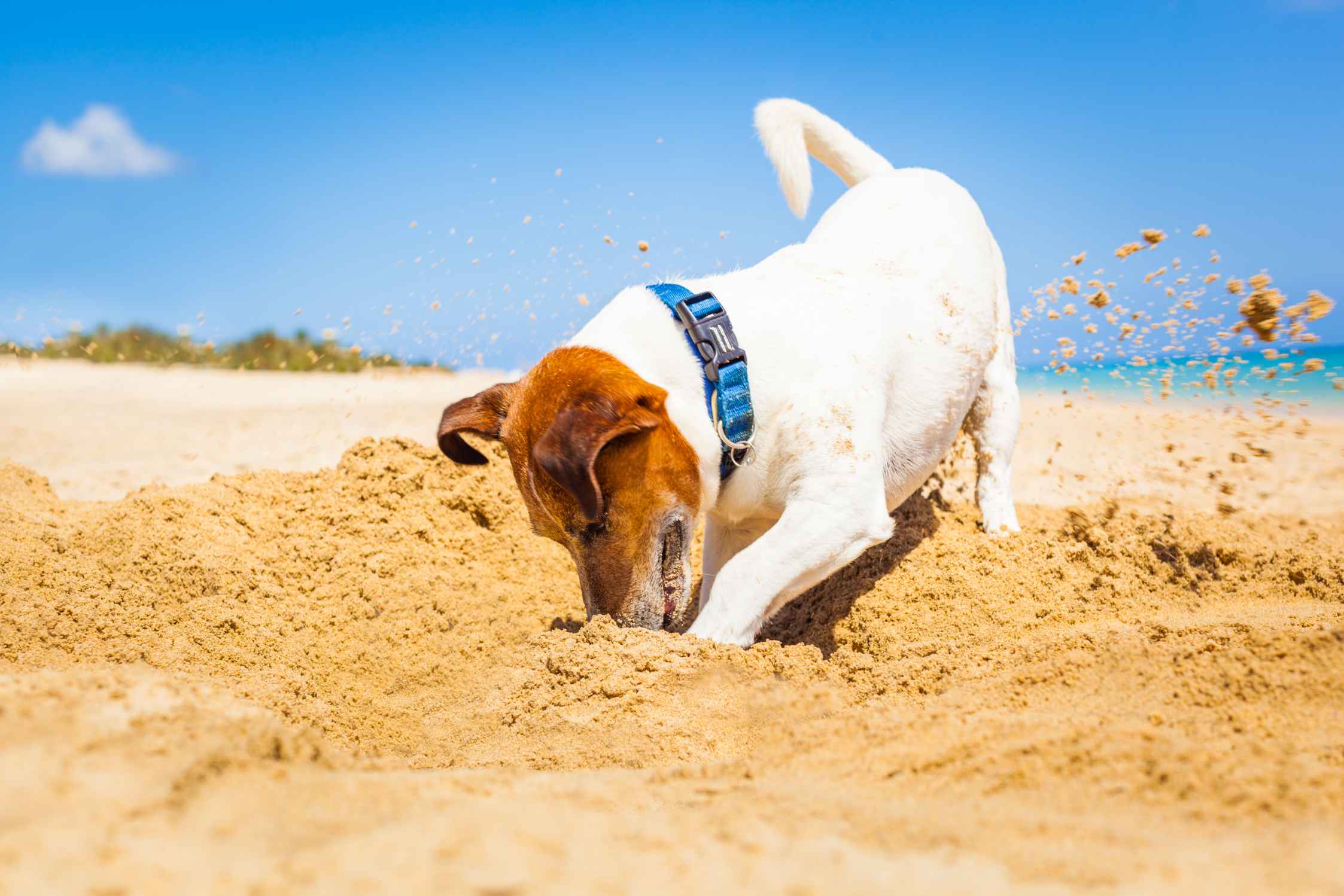 Jack Russell dog digging a hole in the sand
