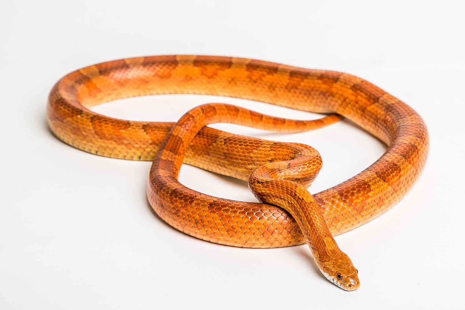 Corn snake coiled on a white background.
