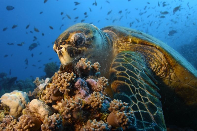 Green sea turtle eating on the reef