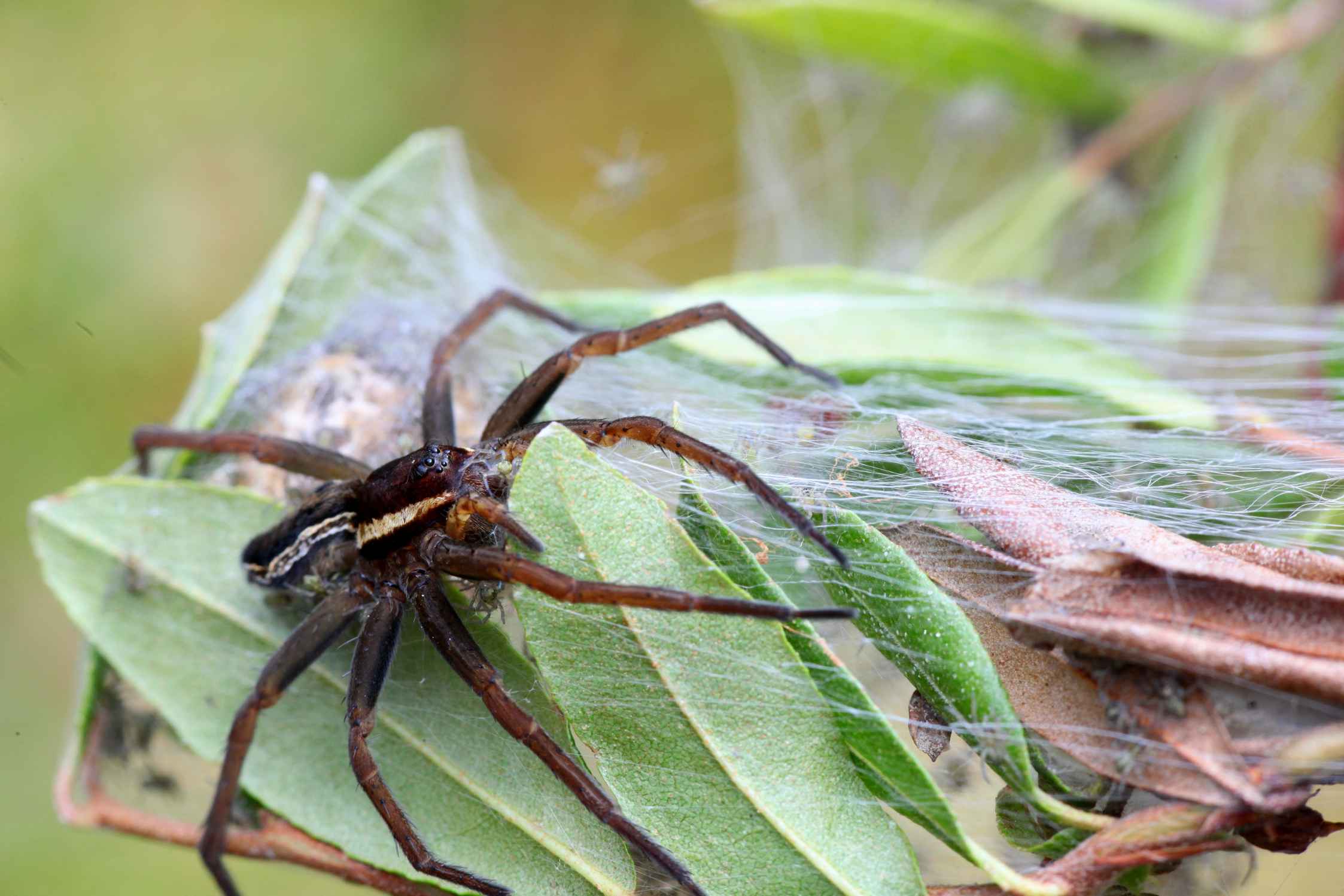 the biggest and most poisonous of European spiders