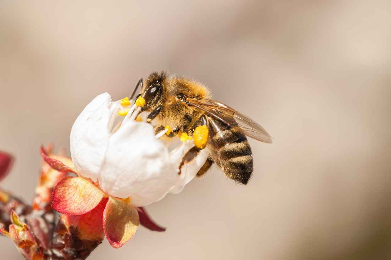 European honey bee on a flower.