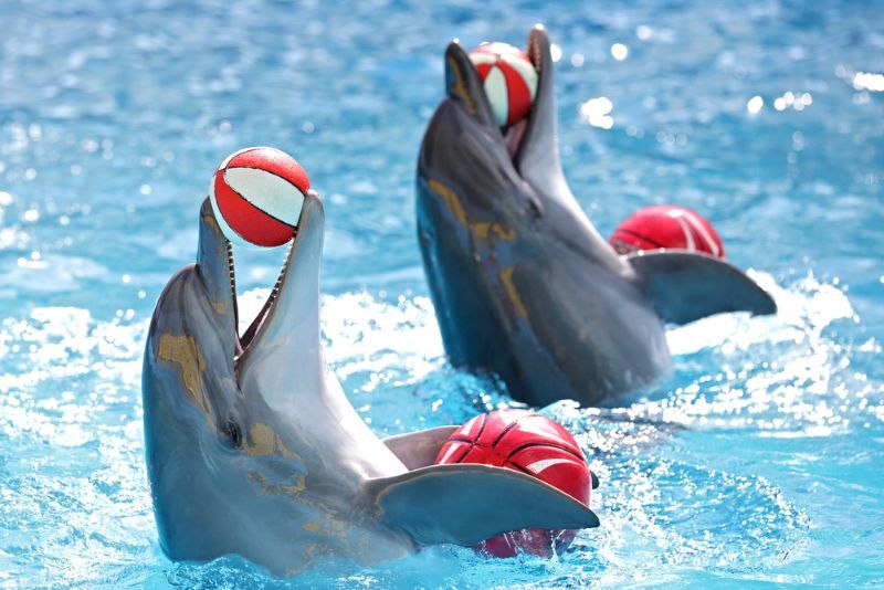 Dolphins with a ball in pool