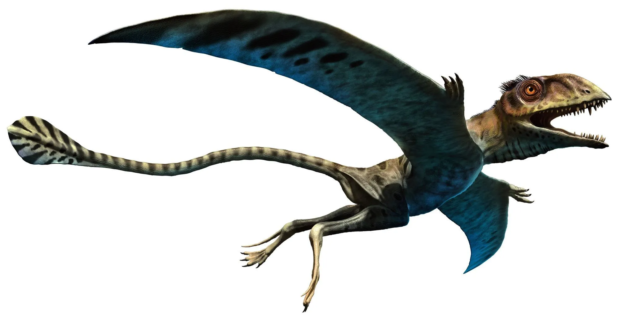 One interesting Peteinosaurus fact is that this was a winged species found in Italy