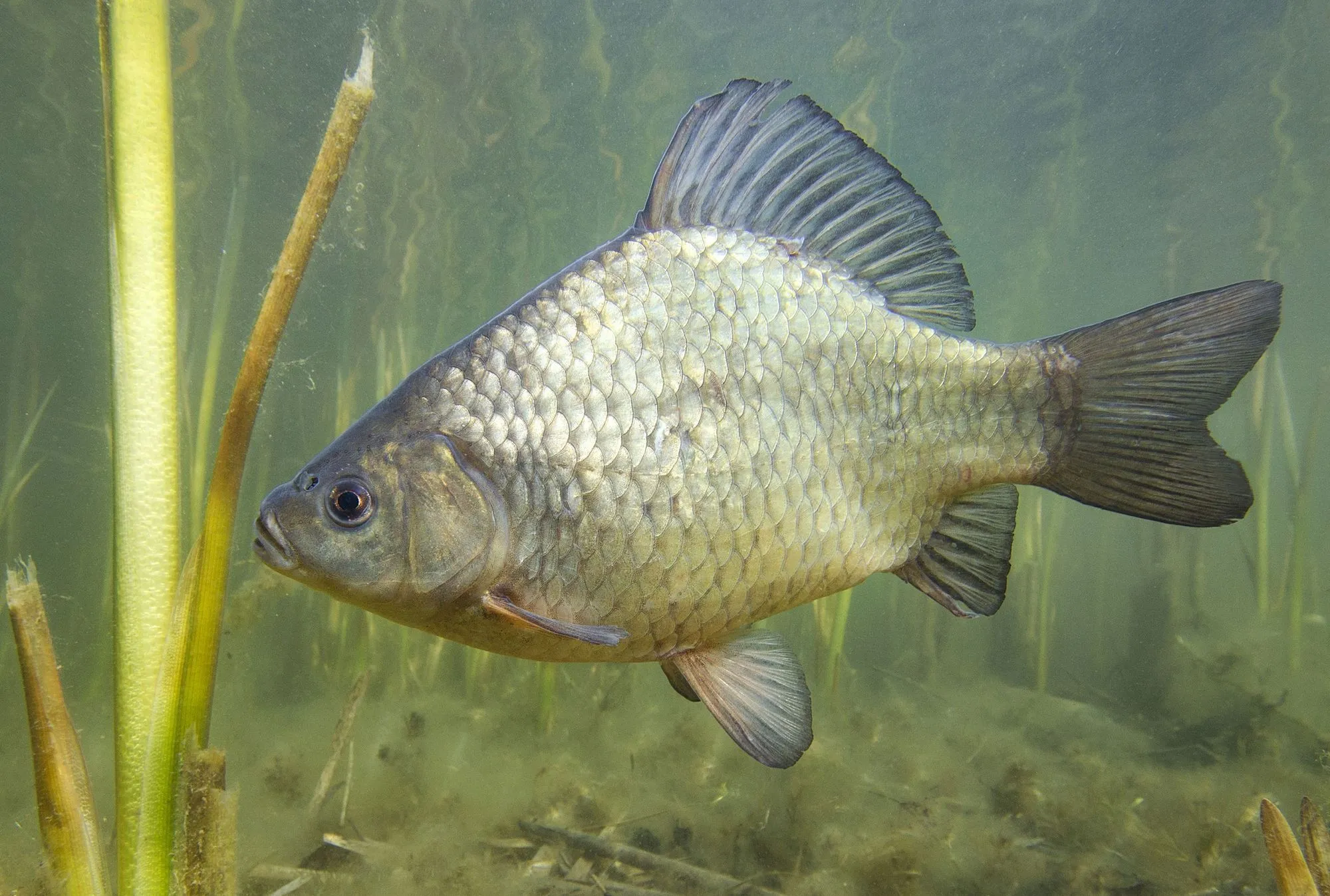 Crucian carp facts and info for kids are interesting!