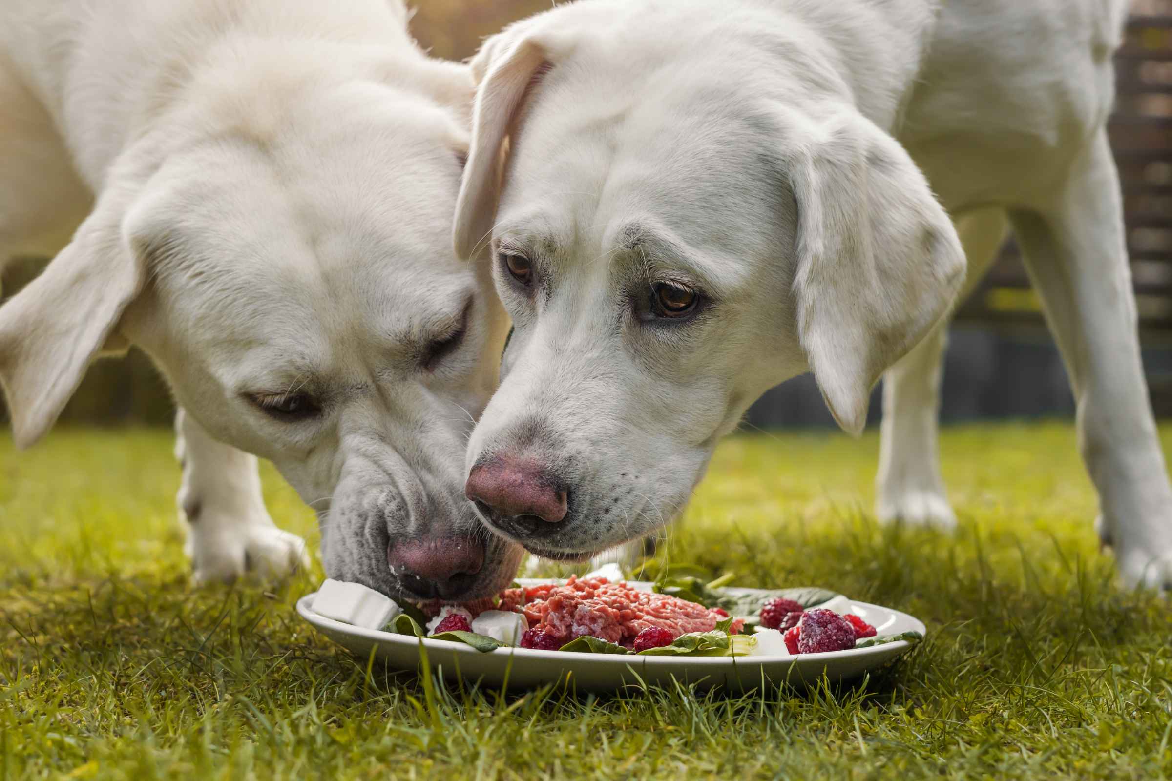 Two young Labrador retriever dog puppies