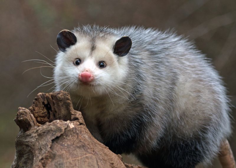 Young possum on a branch