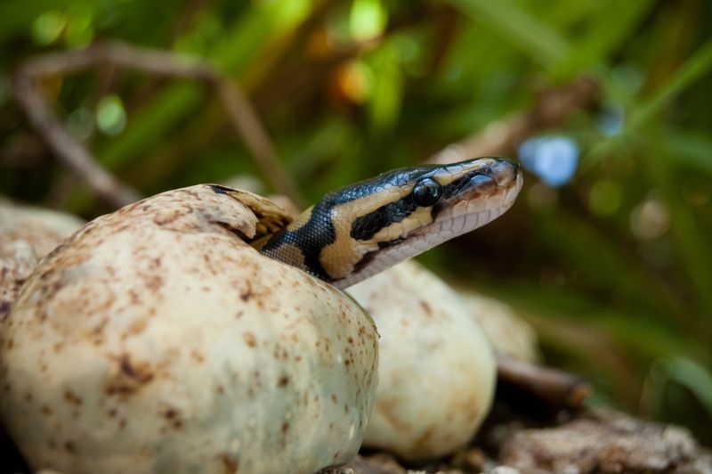 Pythons hatching in the Everglades