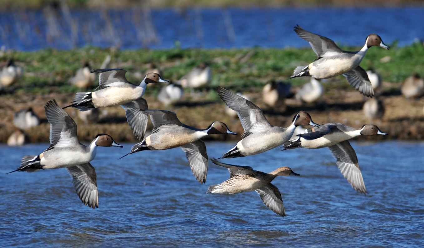 Northern Pin-Tail Ducks Flying in Formation