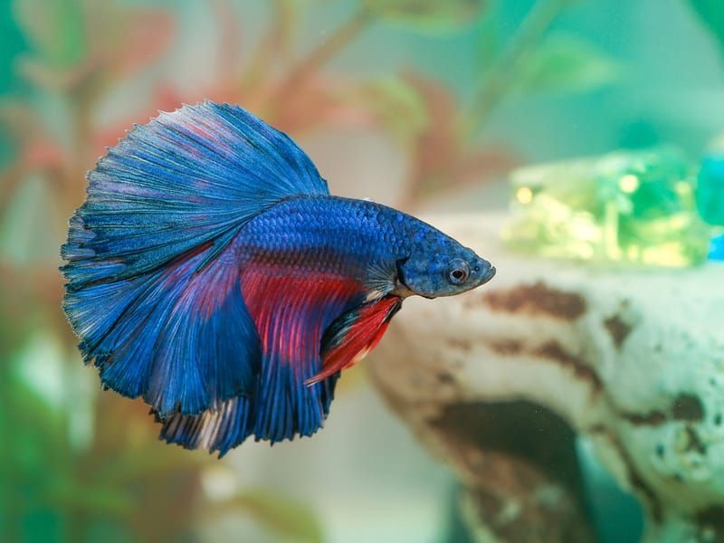 Siamese fighting fish, the betta, have really mesmerizing fins that can beautify any water tank.