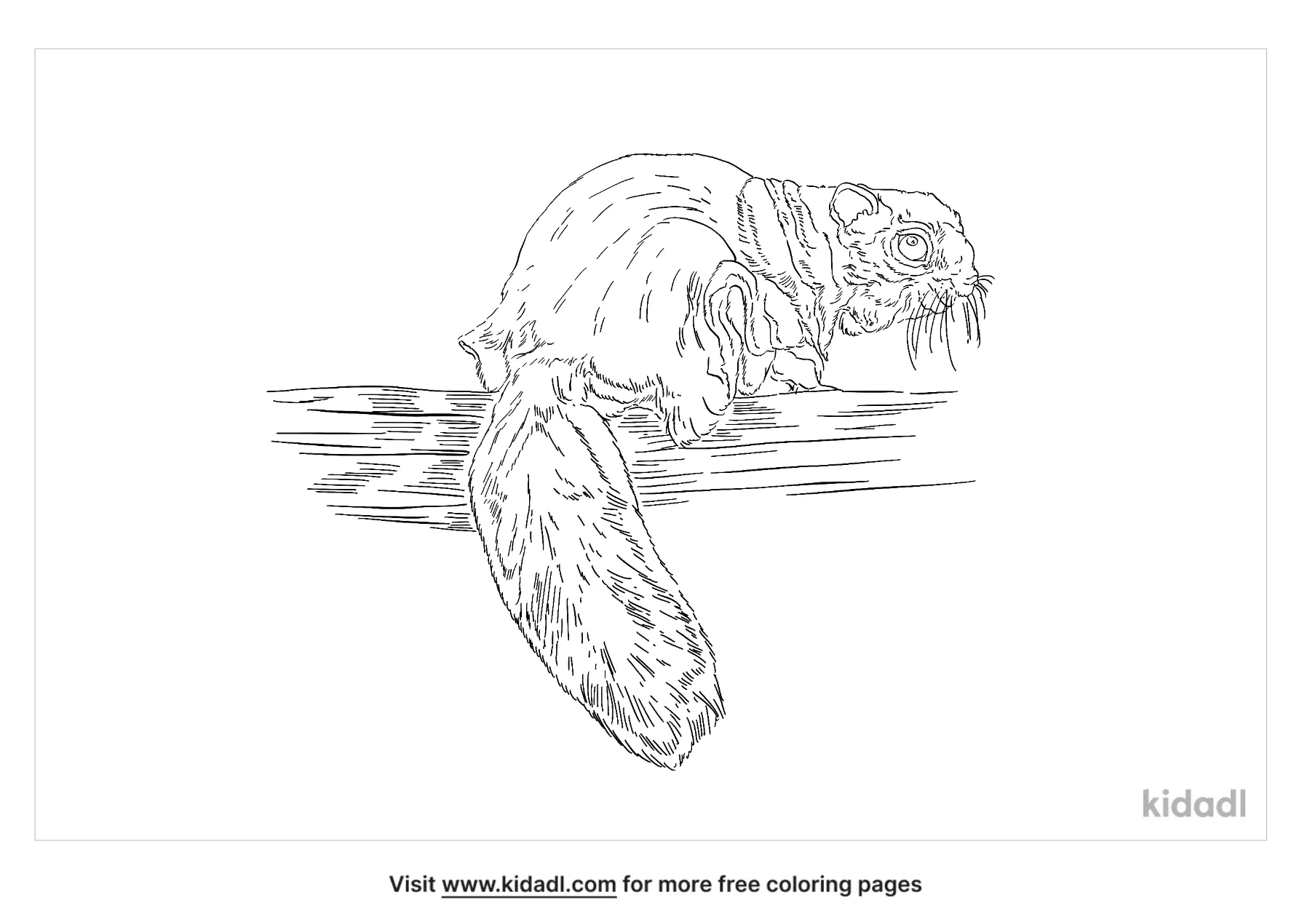 Siberian Flying Squirrel Coloring Page