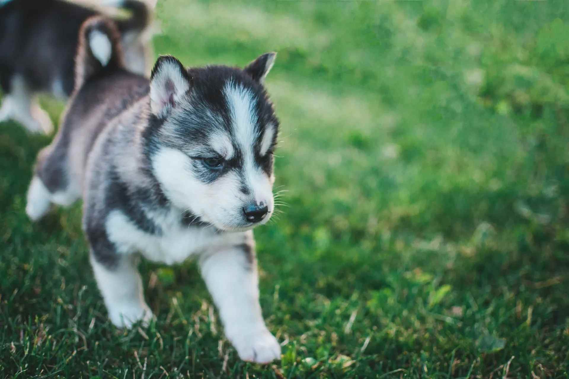 alaskan husky vs siberian husky differences which red