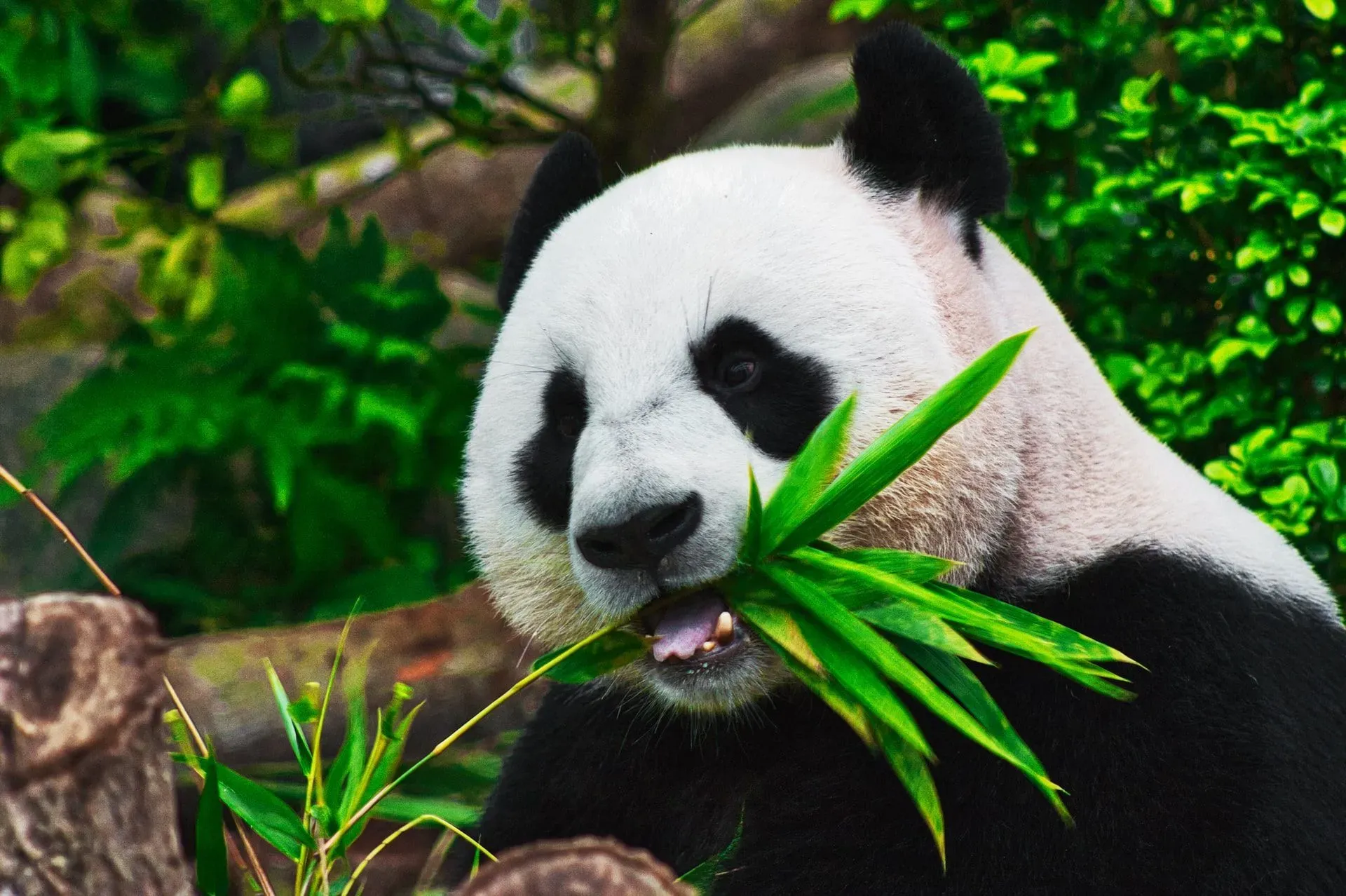 Pandas are one of the cutest warm-blooded animals! But, unfortunately, they have been threatened for a number of reasons and have become Endangered.