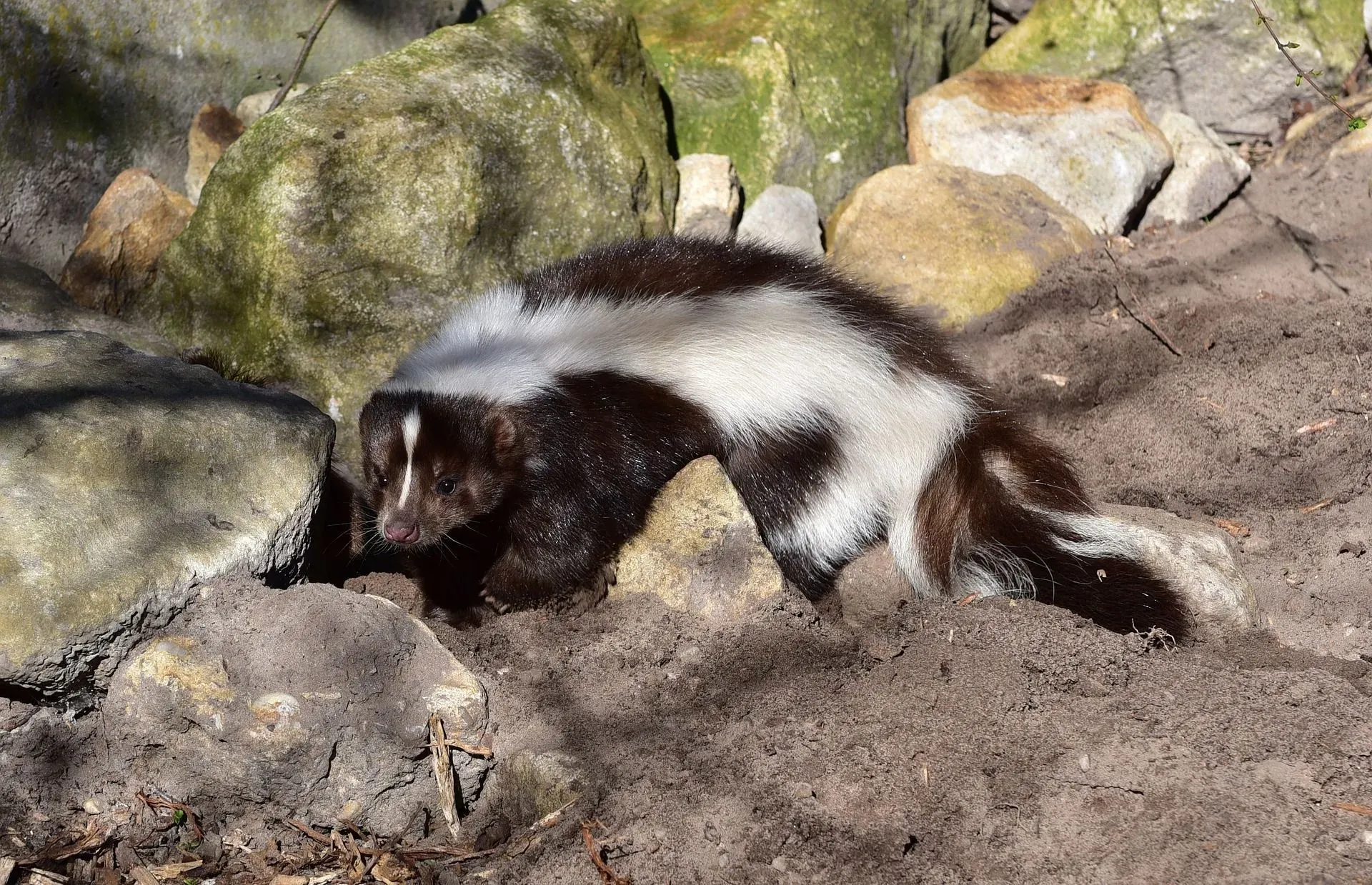 Do skunks hibernate? Where do they hide in winter?