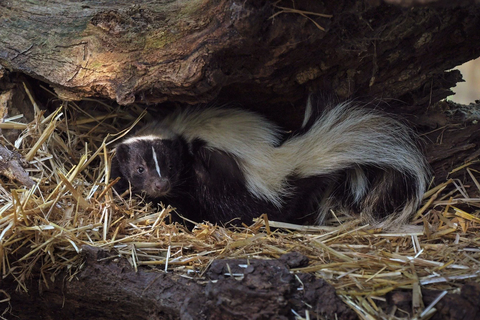 Skunks are nocturnal, they have excellent night vision.