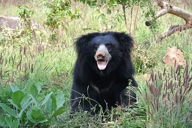 Sloth bears should not be confused with lazy sloths.