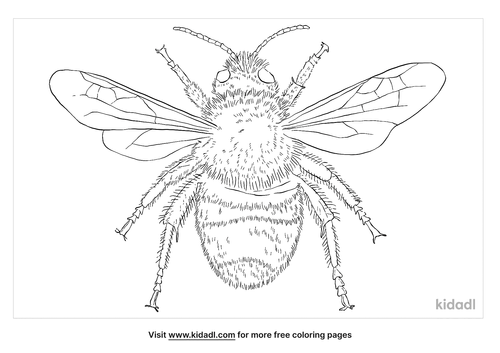 Bumblebee Coloring Page | Free Bugs Coloring Page | Kidadl