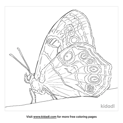 Hackberry Emperor Coloring Page | Free Sea Coloring Page | Kidadl