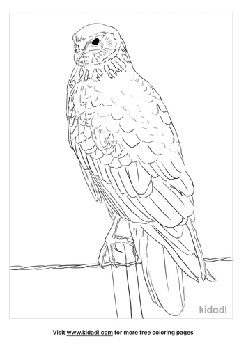 Harrier Hawk Coloring Page | Free Birds Coloring Page | Kidadl