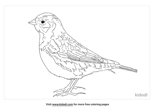 Lapland Longspur Coloring Page | Free Birds Coloring Page | Kidadl