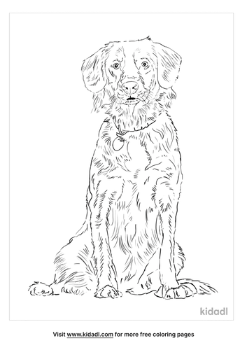 Nova Scotia Duck Tolling Retriever Coloring Page | Free Dogs Coloring