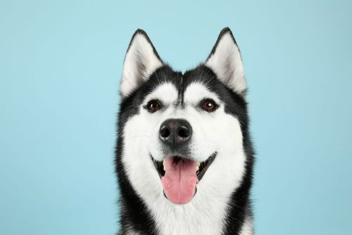 Adorable husky dog on blue color background