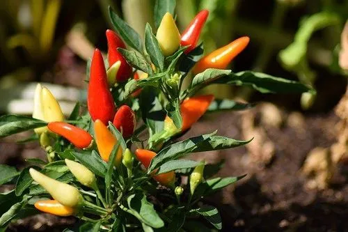 Read on for some fiery Pepper Facts!