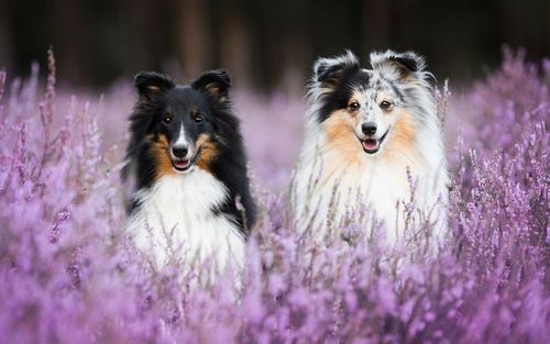 Two Sheltie dogs sitting in a lavender flower garden