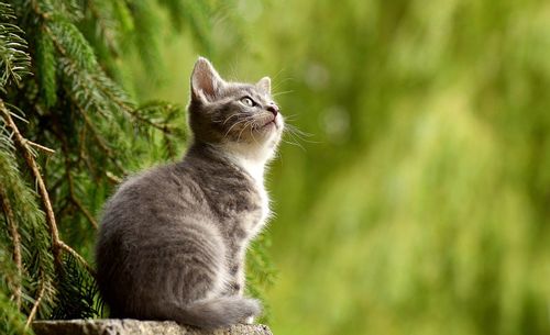 Beautiful furry gray cat with stripes in green landscape looking at the sky