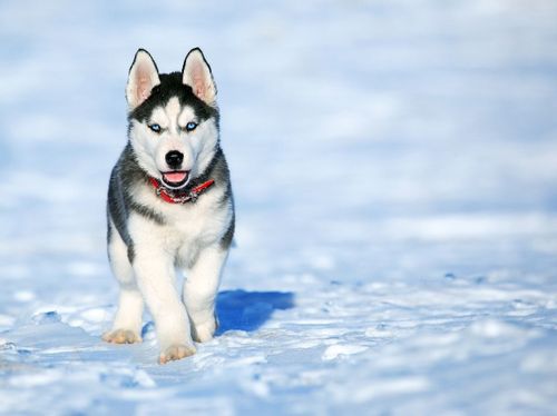 Black and white husky puppy dog walking on snow