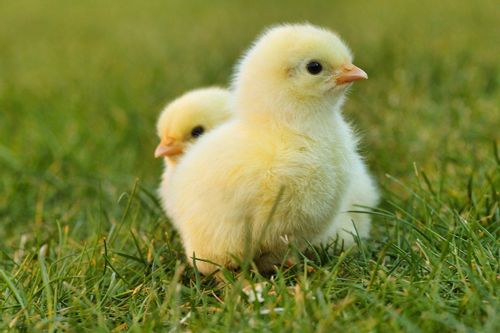 Two cute little chicks on grass