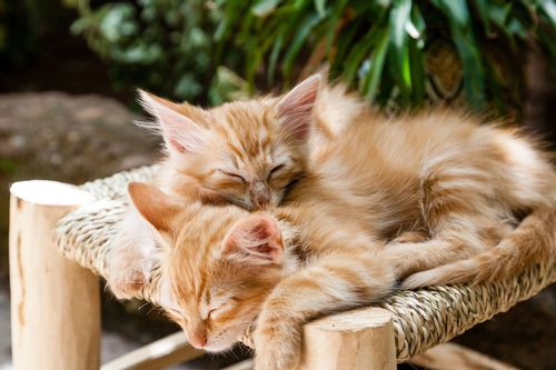 Two orange and white striped kittens sleeping outdoors on a woven stool