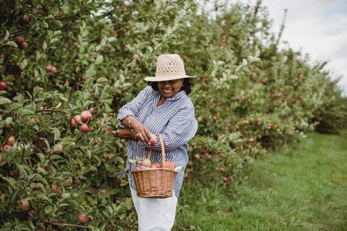 A woman plucking apples from the orchard