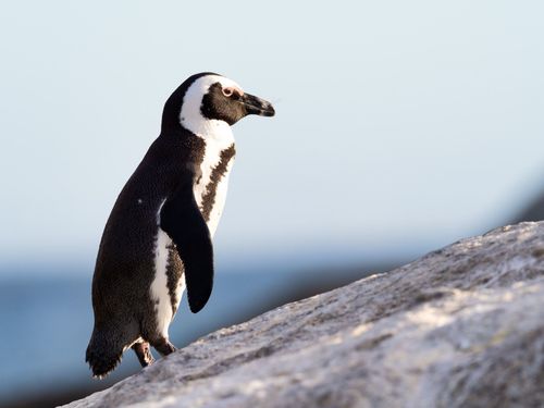 Black and white baby penguin standing on a rock