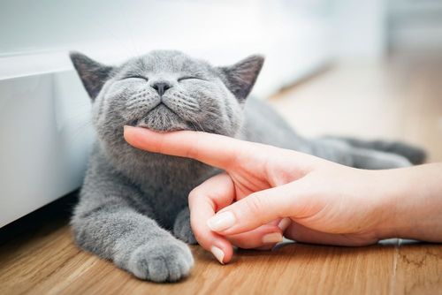 Grey cat loves petting her