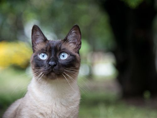 Close up shot of Siamese cat with blue eyes