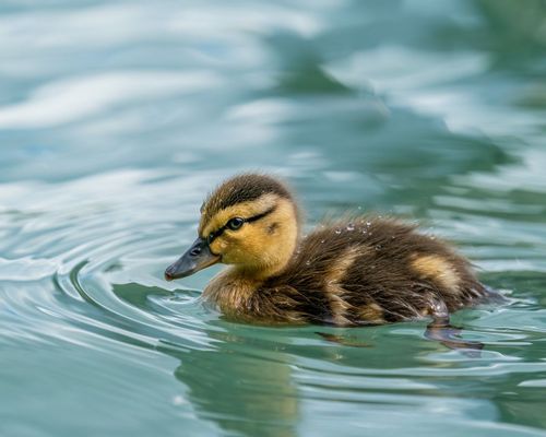 Cute Mallard baby duckling swimming in the water