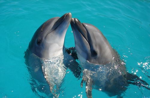 Two dolphins swimming in the blue water