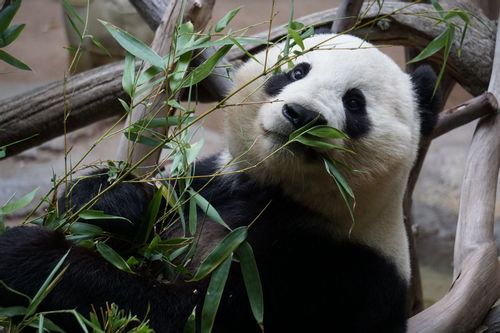 A white panda eating bamboo