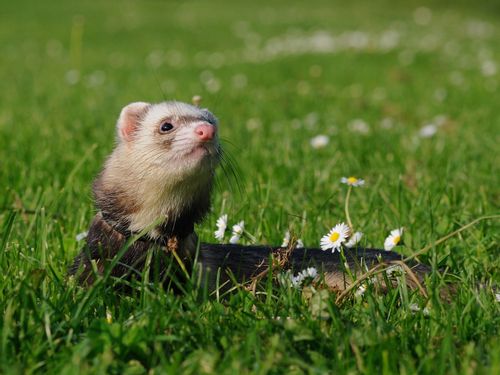 Curious ferret pet playing around in the green field
