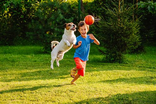 A child and his dog playing a ball game out in the garden.