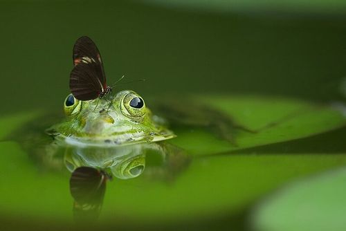 A frog sitting on a lily pad in the pond.