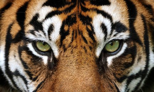 close up of tiger's eyes for a tiger quiz