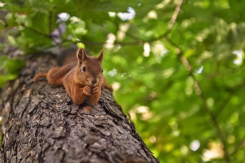 Squirrel stretched out lying on a tree.