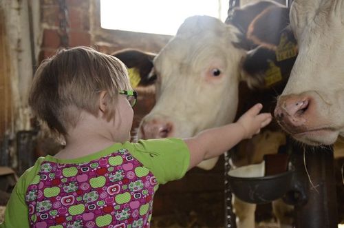 Young girl reaching out to pet a cow on the nose.