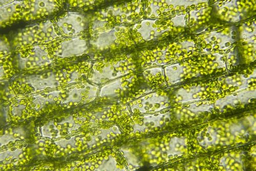 Chloroplast found in the plant cell.