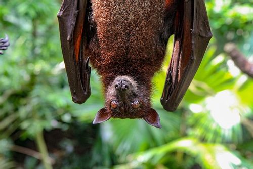 Bat hanging upside down outside amongst the trees.