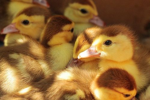 Lots of brown and yellow baby ducks standing together.