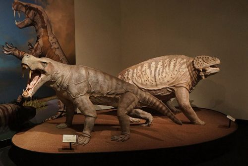 Inostrancevia and Scutosaurus at Permian Monsters exhibition