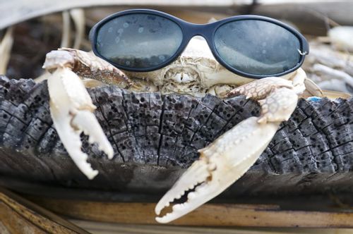 White crab with a person's sunglasses placed on its face.